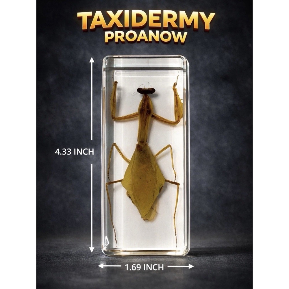 3 Beautiful Taxidermy SEE PICTURES - Picture 2 of 4